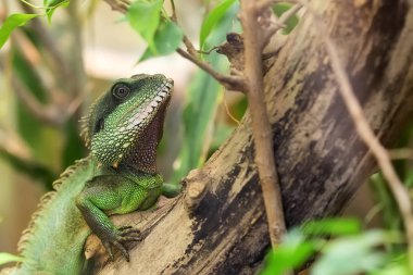 Ağaçtaki Asya Su Ejderhası