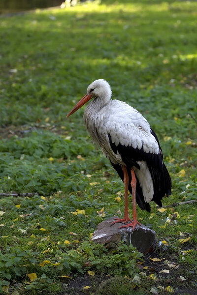 White stork in a clearing