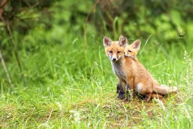 Tilki bir açıklıkta