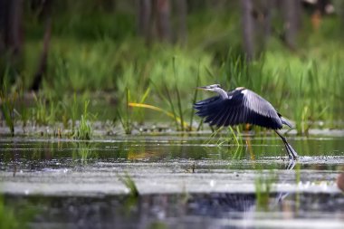 Gri balıkçıl uçmaya hazırlanıyor.