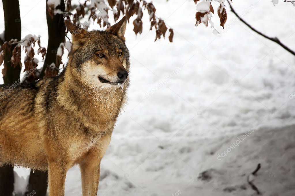 Wolf in winter a portrait
