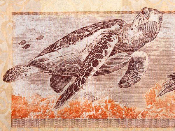 Морская Черепаха Ястреб Портрет Малайзийских Денег — стоковое фото