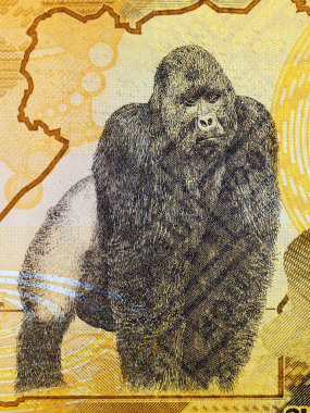 Goril Ugandalı paradan bir portre
