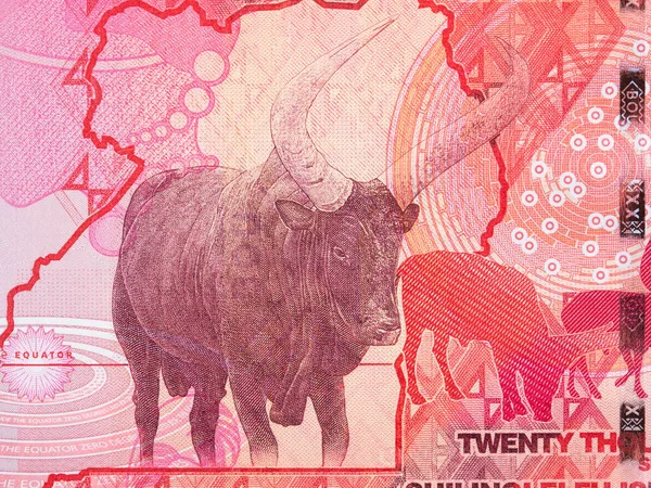 Buffalo Portrait Ugandan Money — Stock Photo, Image