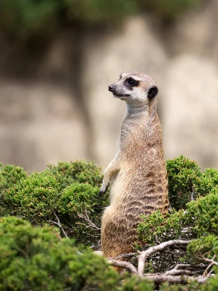 緑の茂みのMeerkat — ストック写真