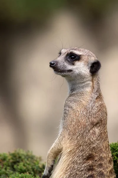 Meerkat Egy Zöld Bokron Egy Portré — Stock Fotó