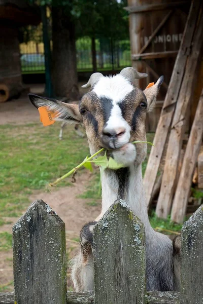 Goat Farm Portrait — Stock Photo, Image