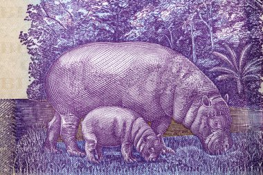 İki su aygırı Liberya parasından bir portre