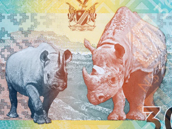Namibian Black Rhino Ett Porträtt Pengar — Stockfoto