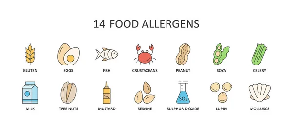 14 ana gıda alerjisinin vektör renk simgeleri. Düzenlenebilir Vuruş. Süt lupine kereviz fıstığı fındık susamlı sülfür dioksit kabuklular. Glütensiz yumurta balık, midye soya hardalı. Web tasarımı ve uygulaması için.
