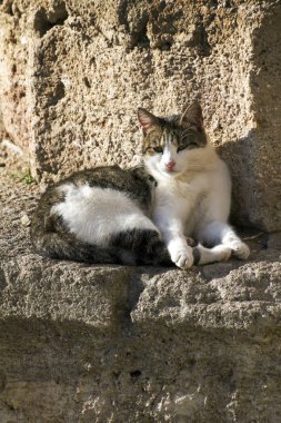 Tatlı kedi şehirde dinleniyor, Taranto, Apulia (Puglia) - İtalya