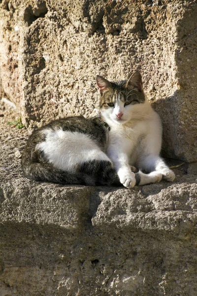 Симпатичная Кошка Отдыхает Городе Таранто Апулия Апулия Италия — стоковое фото