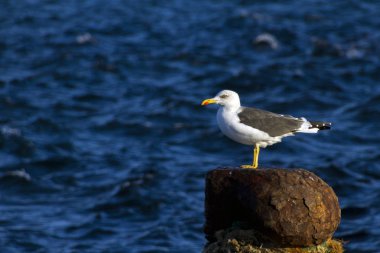 Deniz kıyısında duran martı.