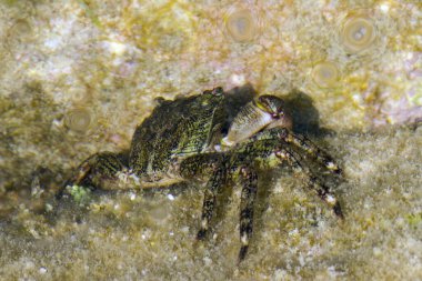 Islak kayanın üzerindeki küçük yengeç