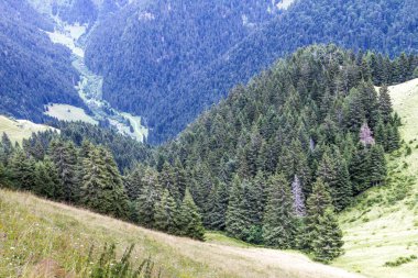 Yazın İsviçre Alpleri manzarası