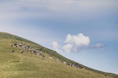 Yazın İsviçre Alpleri manzarası