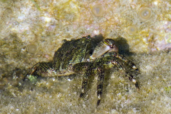 Caranguejo Pequeno Rocha Molhada — Fotografia de Stock