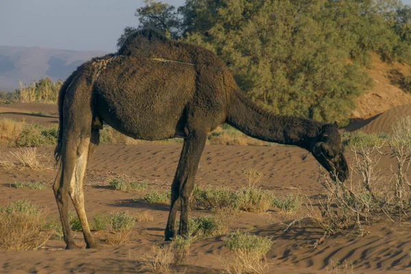 Kamele Weiden Der Wüste Marokko — Stockfoto