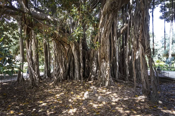 Parque Com Árvores Gigantes Assustadoras — Fotografia de Stock