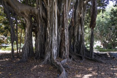 Ürkütücü dev ağaçlarla park et.