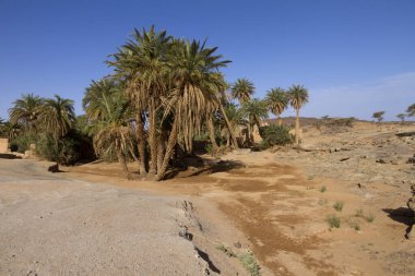 Kayalık çölde vaha, Fas.