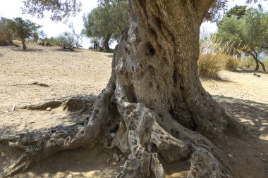 Tapınaklar Vadisi, İtalya Sicilya'da Agrigento.