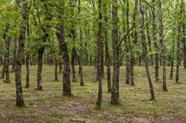 İlkbaharda orman Taze yeşil yapraklarla