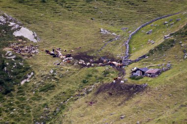Yazın İsviçre Alpleri manzarası
