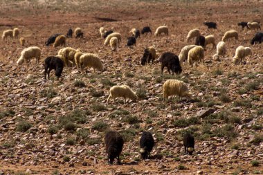 Fas 'ta otlayan koyun sürüsü.