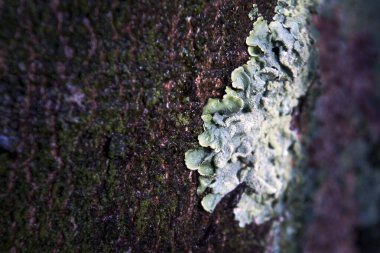 Yosun detaylarıyla yüzey