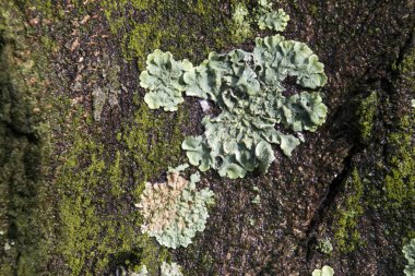 Yosun detaylarıyla yüzey