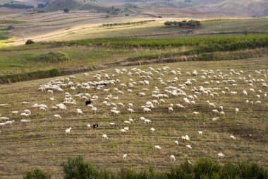 Tapınaklar Vadisi, İtalya Sicilya'da Agrigento.