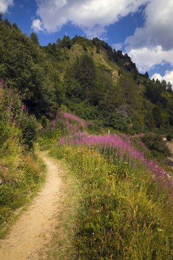 Yazın İsviçre Alpleri manzarası