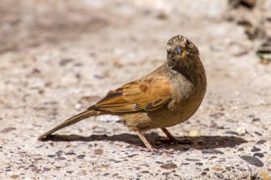 Kuşun yerde oturuşunun yakın görüntüsü