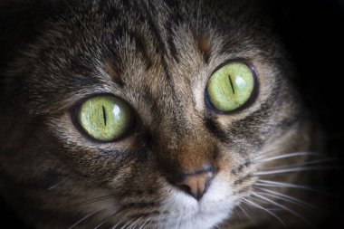 Sevimli tekir kedi portre