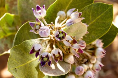 Çiçek açan ağaç dalının yakın görüntüsü
