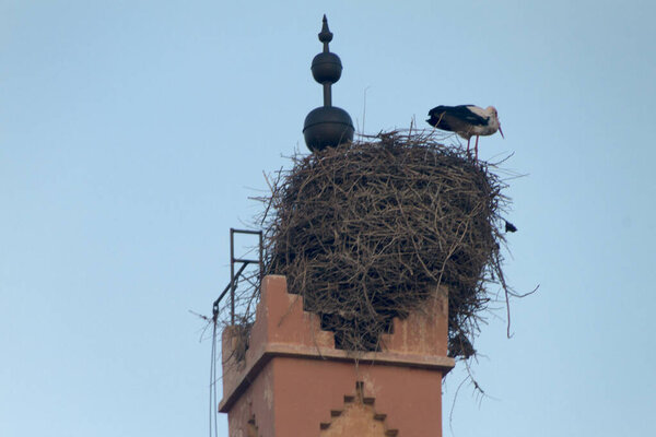 Huge stork nest on top of high building, Morocco.