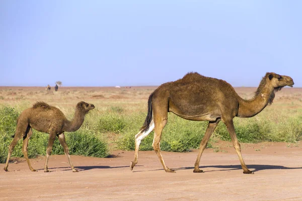 Καμήλες Βόσκηση Στην Έρημο Μαρόκο — Φωτογραφία Αρχείου