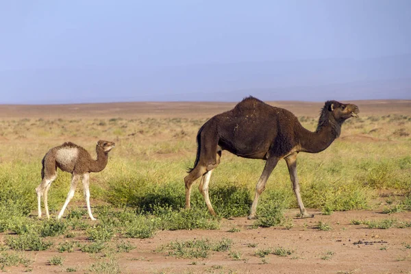 Kamelen Grazen Woestijn Marokko — Stockfoto