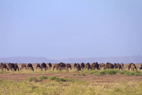 Camels grazing in desert, Morocco.