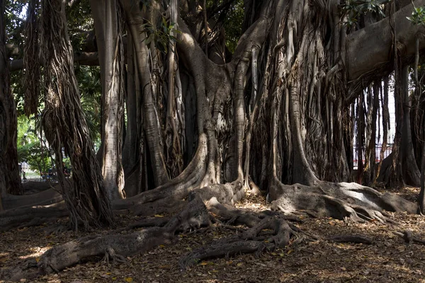 Park Spooky Giant Trees — 스톡 사진