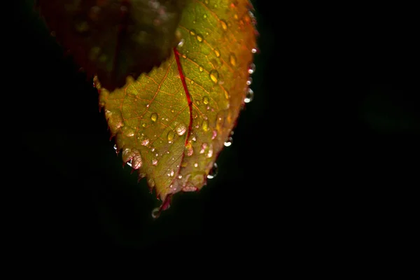 어두운 배경에 이슬이 맺히는 나뭇잎 — 스톡 사진