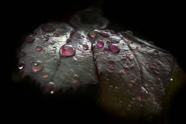 Hojas Con Rocío Matutino Sobre Fondo Oscuro —  Fotos de Stock