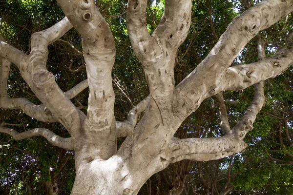 Bottom View Tree Wide Branches — Stock Photo, Image