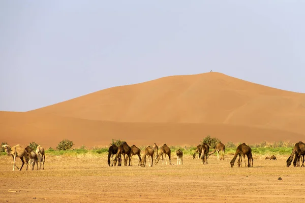 Camelos Pastando Deserto Marrocos — Fotografia de Stock