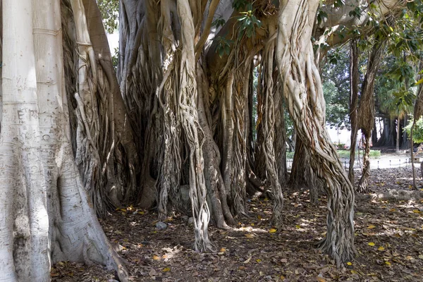 Park with spooky giant trees