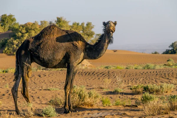 Пасовища Верблюдів Пустелі Марокко — стокове фото