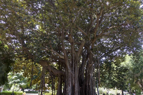 Parque Com Árvores Gigantes Assustadoras — Fotografia de Stock