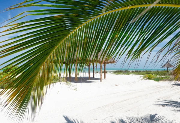 热带海滩天堂是一片棕榈叶 背景是一座茅屋 加勒比海是一个充满和平与宁静的地方 — 图库照片