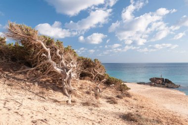 Ağaç ve kayalarla kaplı deniz manzarası. İspanya 'nın Formentera adasında ufka bakan bir adamın silueti.